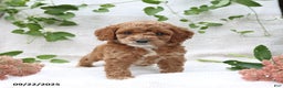 Cockapoo dogs for sale: Curtis - Ad 13