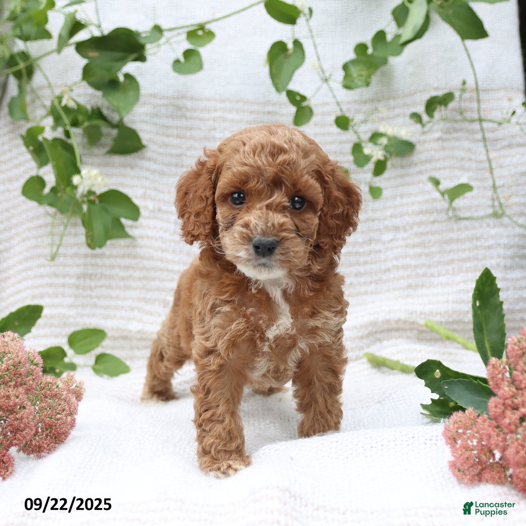 Cockapoo dogs for sale: Curtis - Ad 13