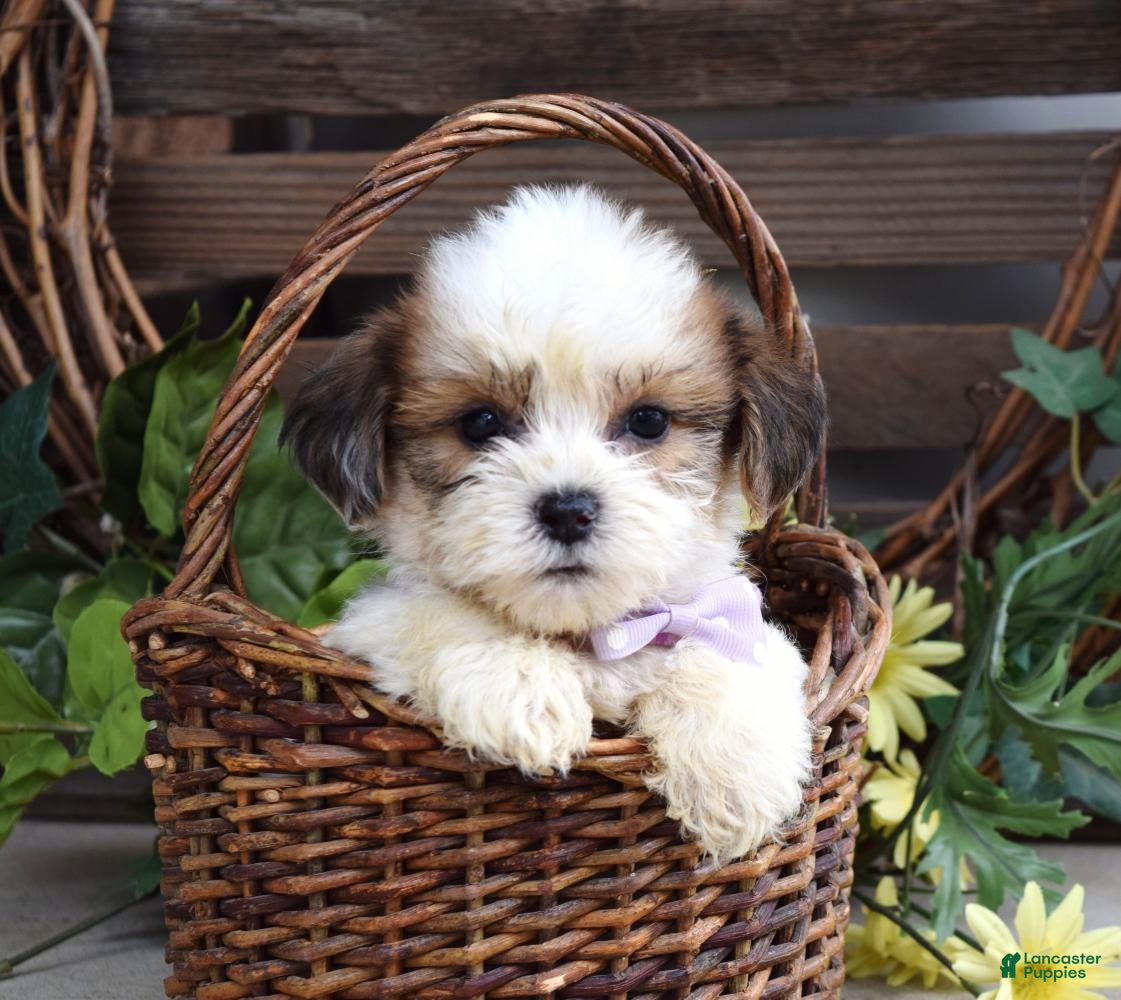 Teddy Bear dogs Lily - Ad 1