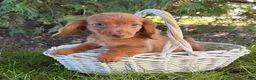 Miniature Dachshund dogs for sale: Bowie - Ad 4