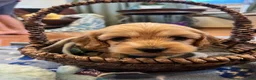 Cockapoo dogs for sale: Buff boy  - Ad 1