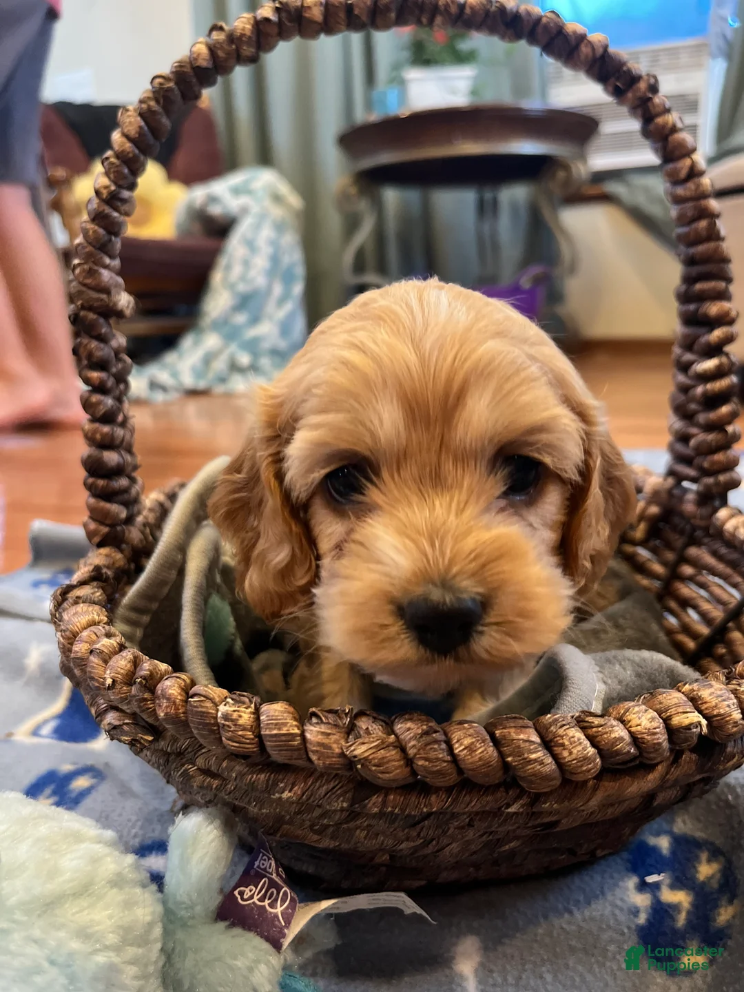 Cockapoo dogs for sale: Buff boy  - Ad 1