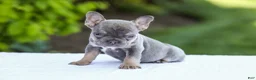 French Bulldog dogs for sale: Jana - Ad 8