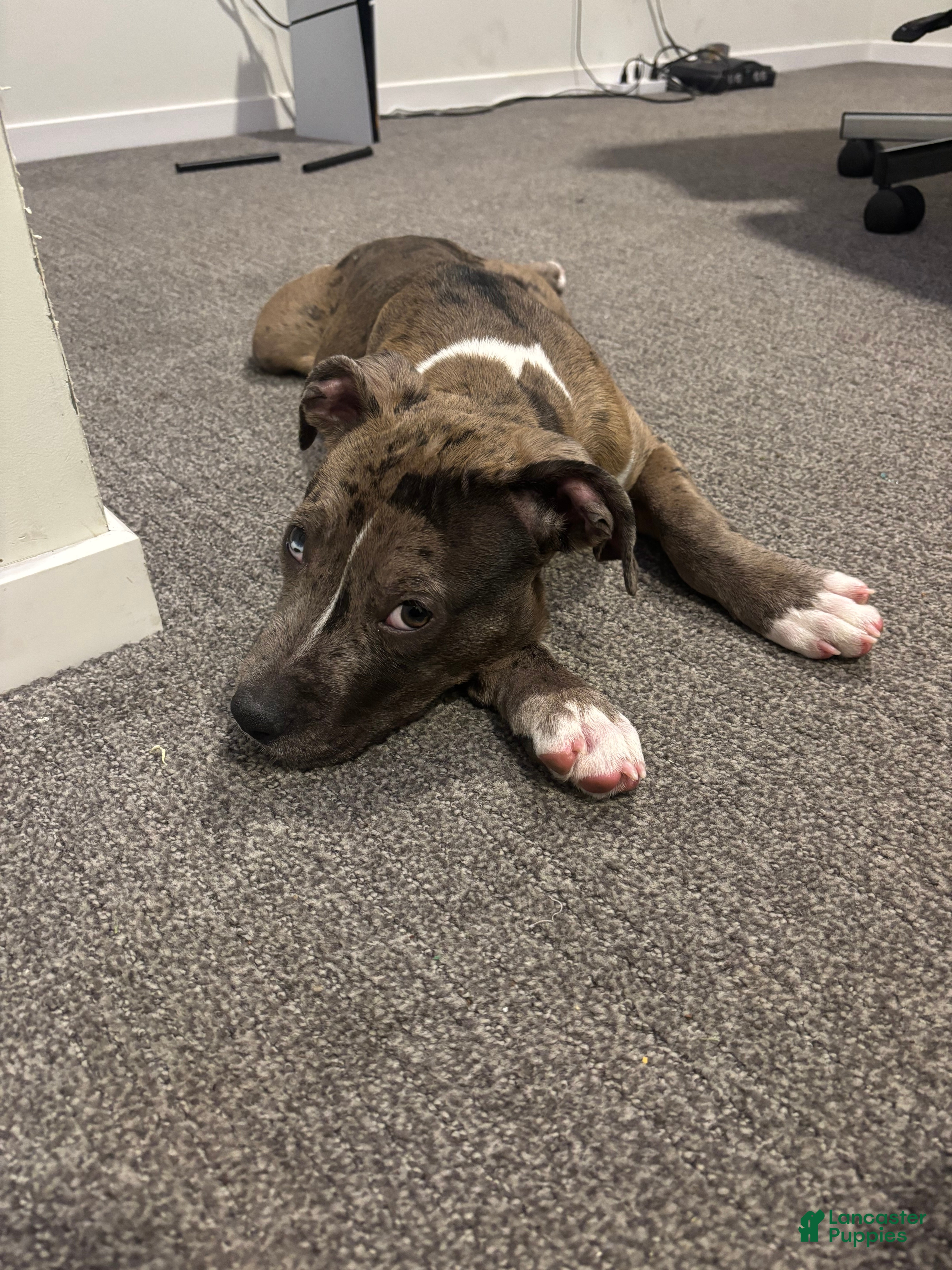 Mixed Breed dogs Mixed Breed Puppy 1 - Ad 11