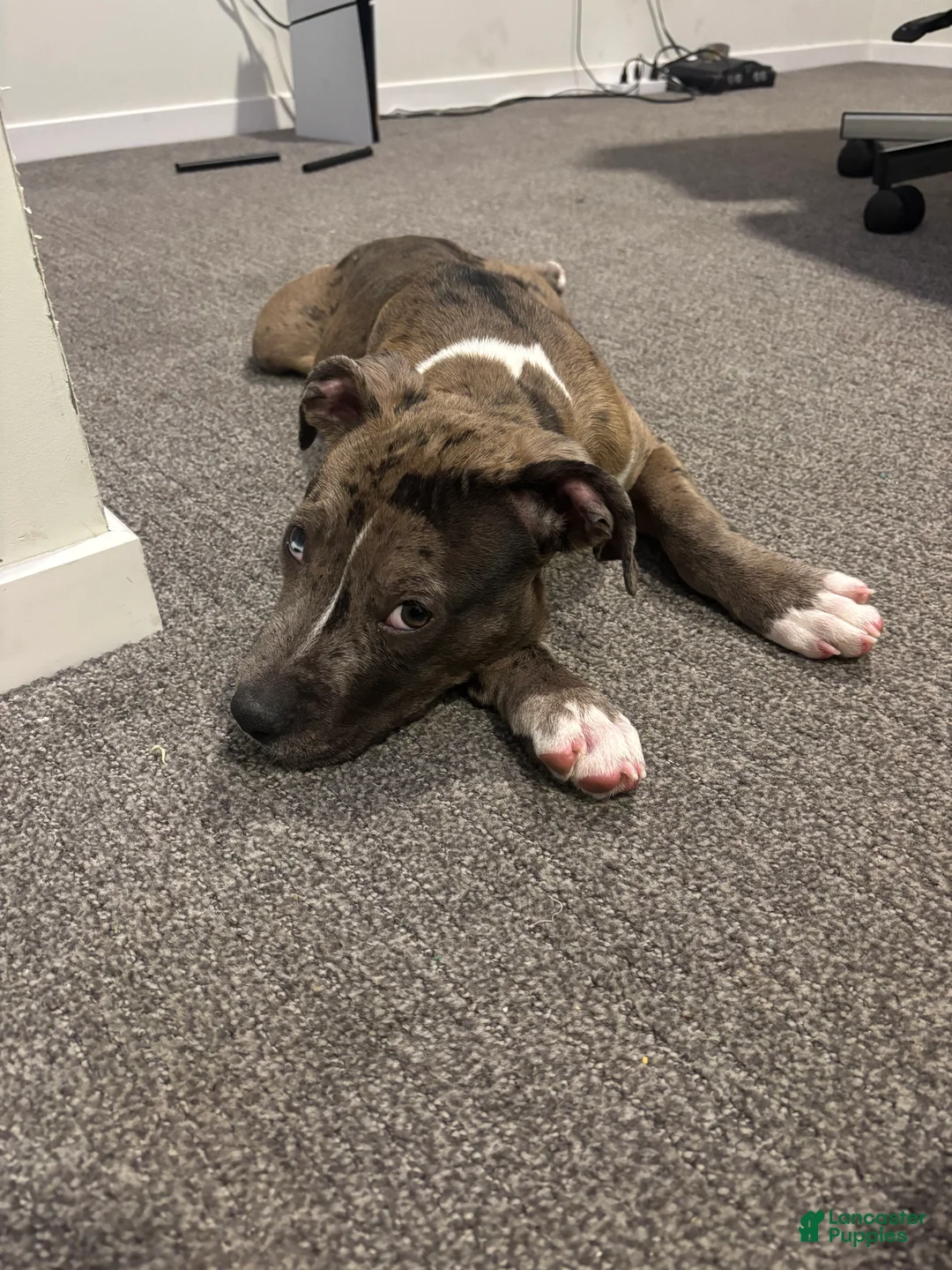Mixed Breed dogs for sale: Mixed Breed Puppy 1 - Ad 1