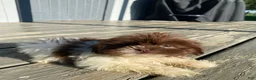 Shih Tzu dogs for sale: Willow - Ad 3
