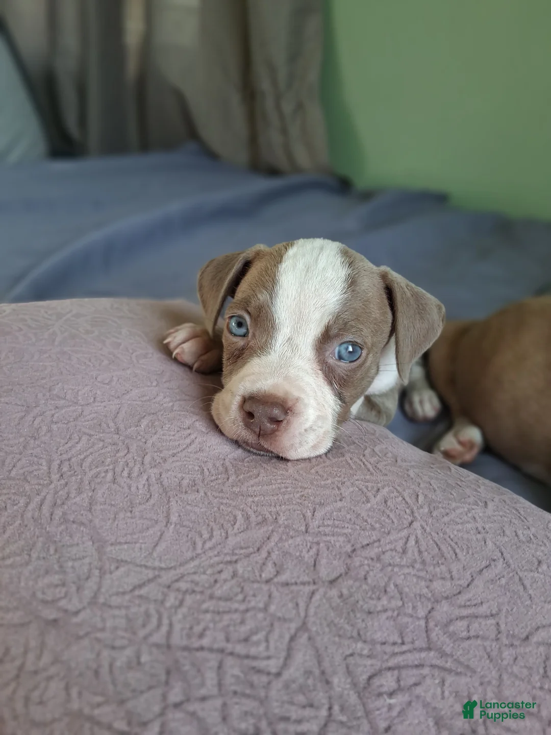 American Pit Bull Terrier dogs for sale: American Pit Bull Terrier Puppy  - Ad 1