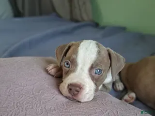 American Pit Bull Terrier dogs American Pit Bull Terrier Puppy - Ad 3