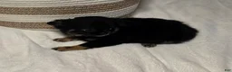 Chihuahua dogs for sale: jackie - Ad 5