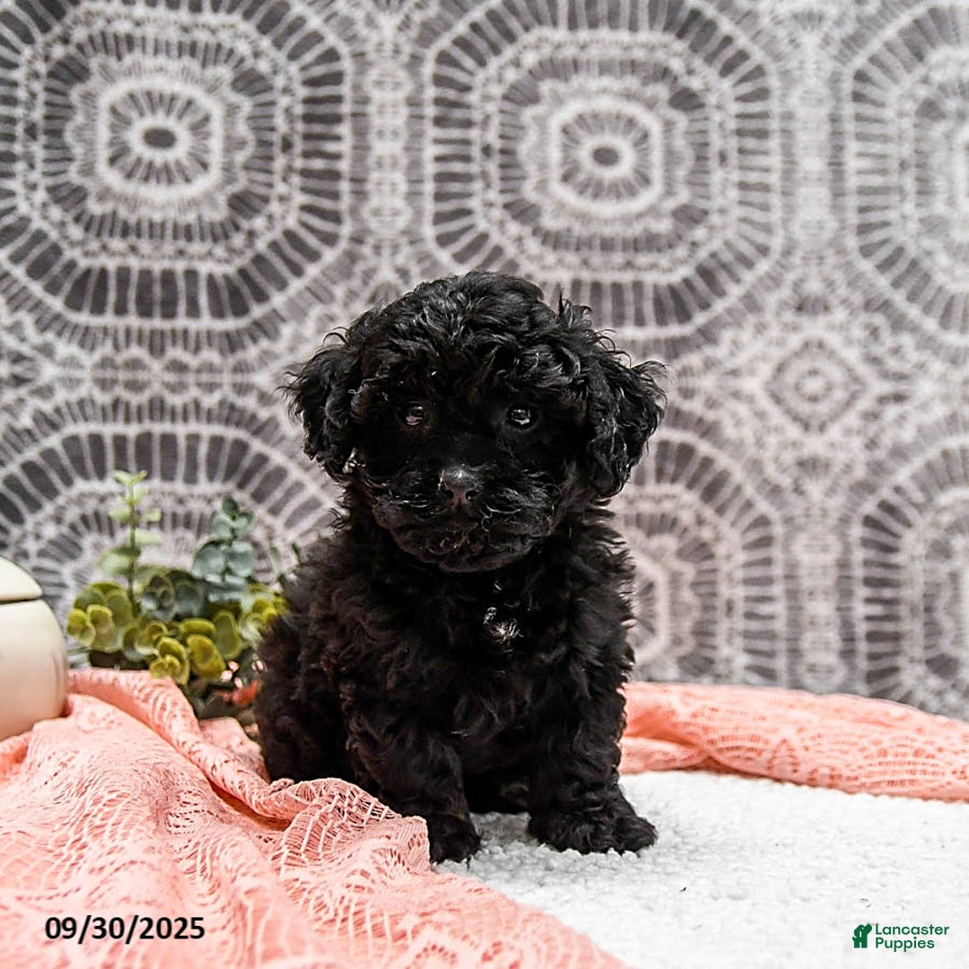 Gracie for sale in East Earl Lancaster Puppies