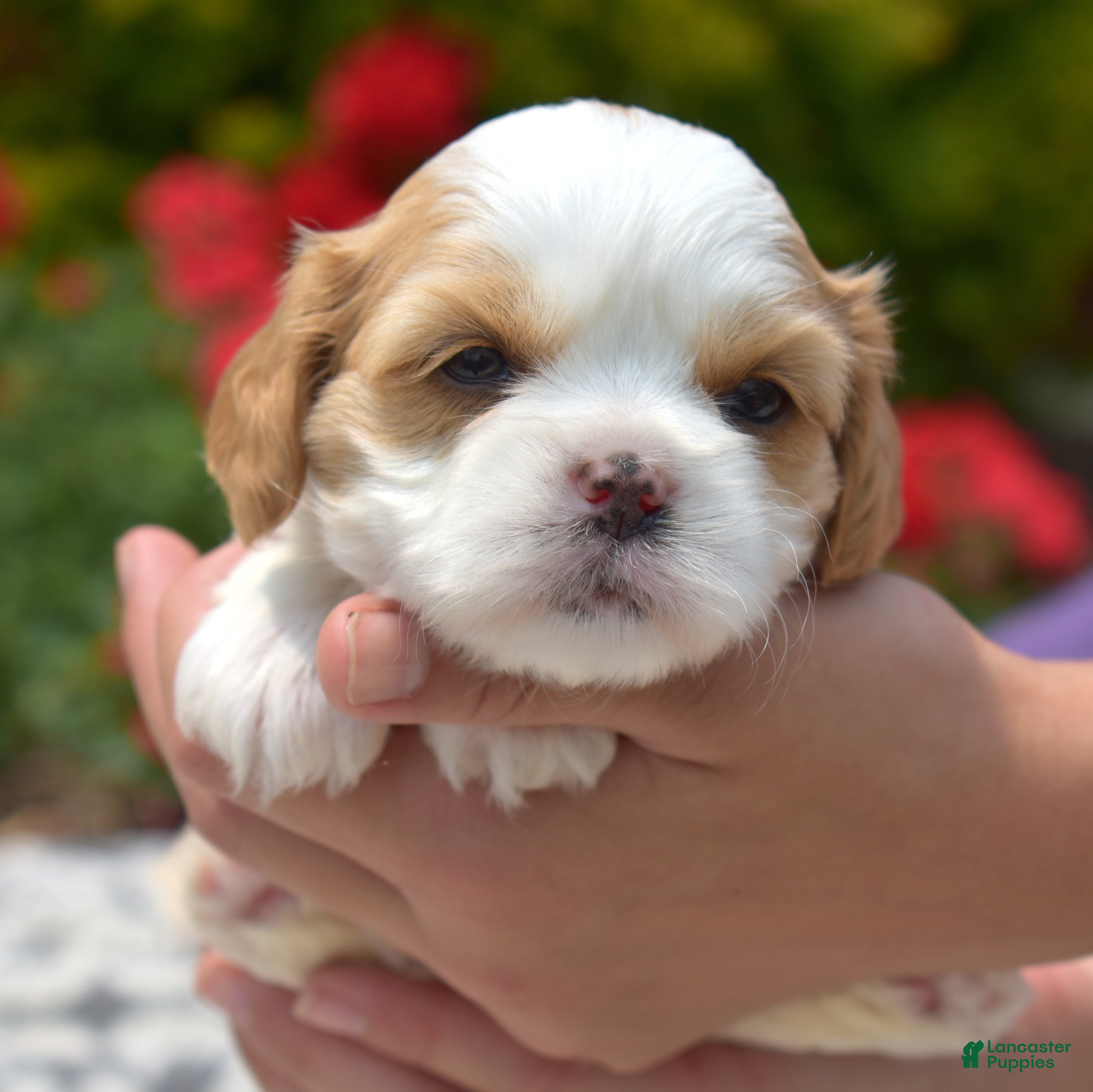 Mixed Breed dogs Blossom - Ad 1