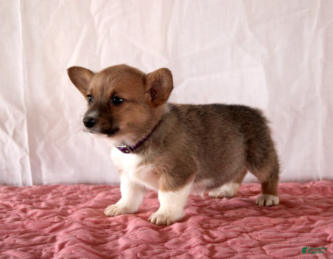 Welsh Corgi Pembroke dogs for sale: Lola - Ad 3