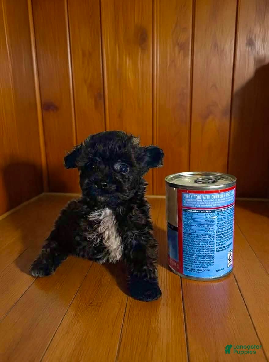 Pomapoo dogs Tiny * SPECIAL NEEDS* - Ad 2