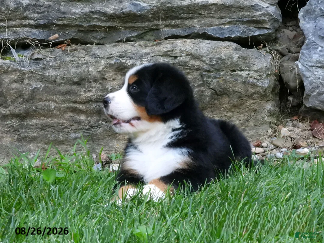 Bernese Mountain Dog dogs for sale: Bush - Ad 2