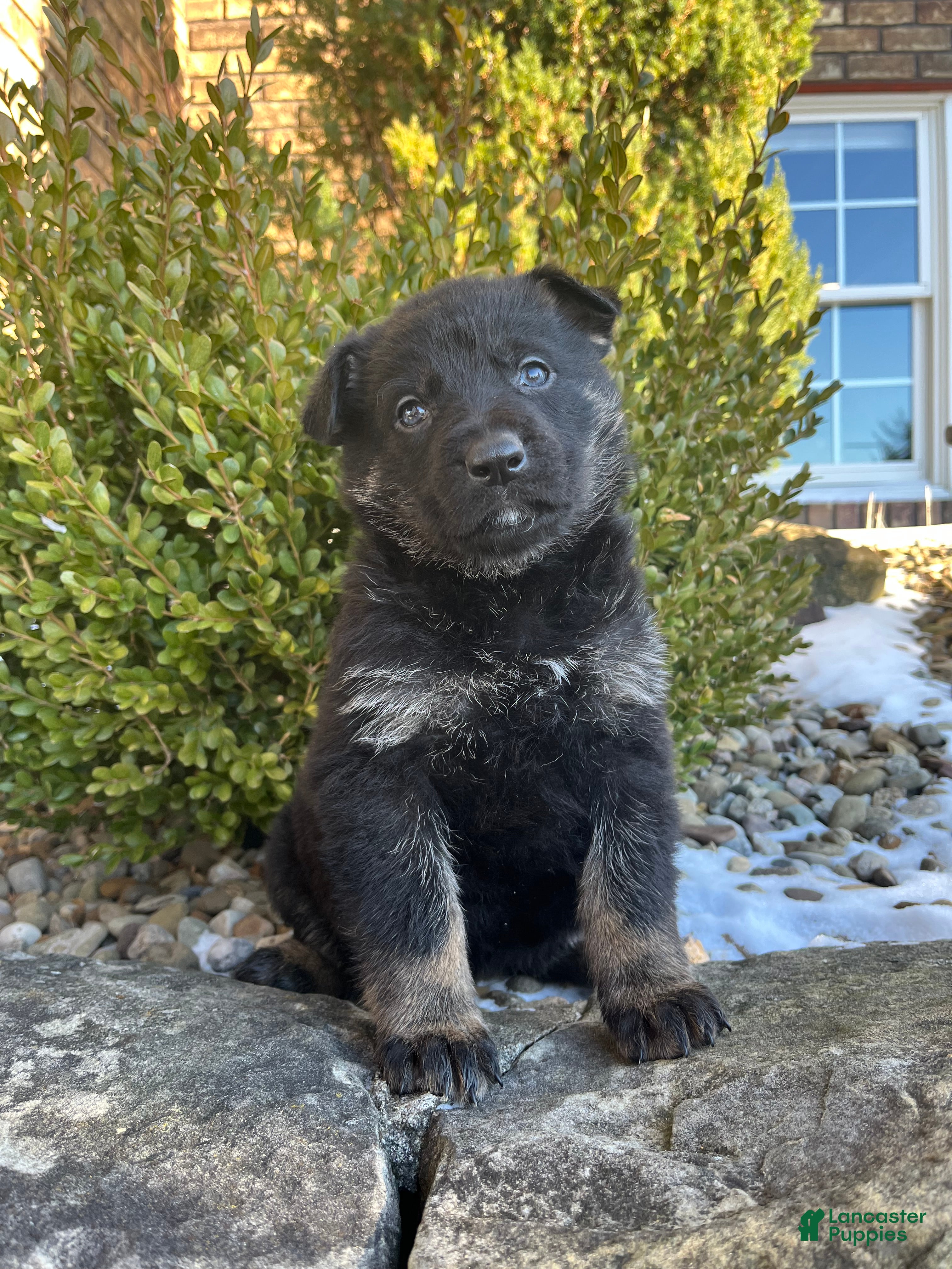 German Shepherd dogs Opal - Ad 2