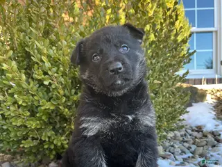 German Shepherd dogs Opal - Ad 2