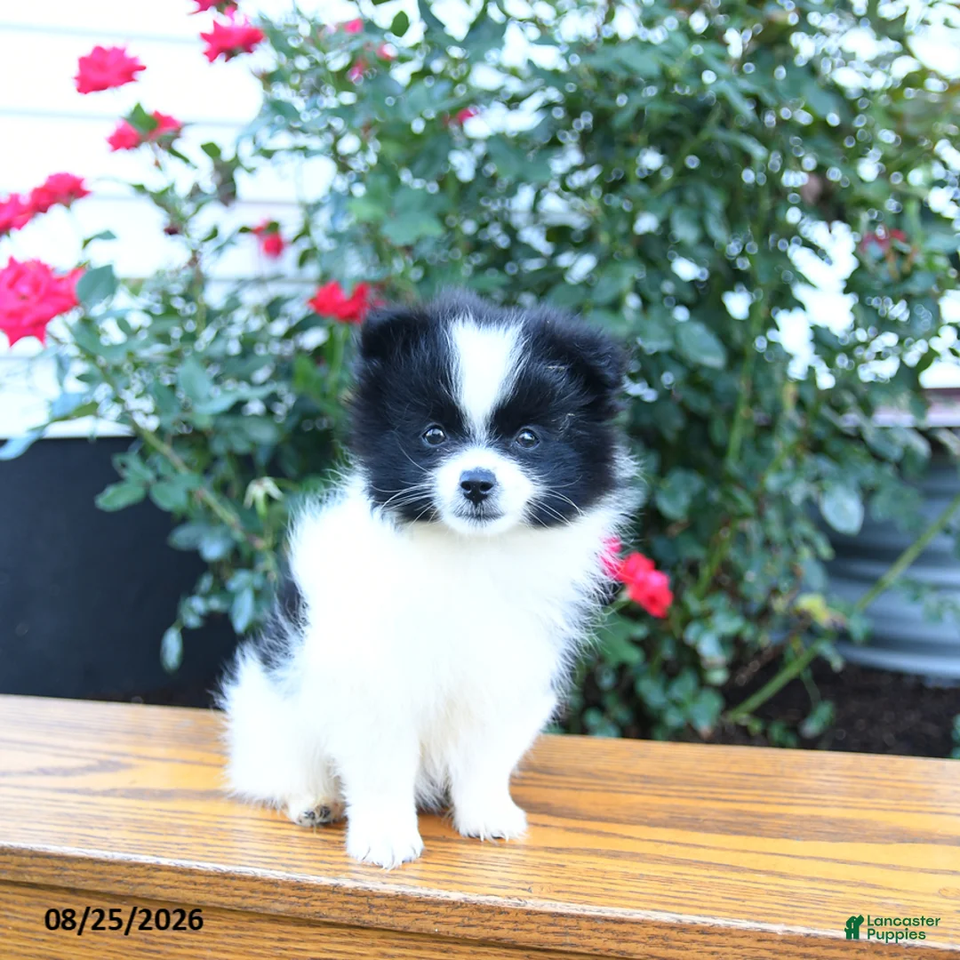 Pomeranian dogs for sale: Katelyn - Ad 2