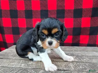 Cavalier King Charles Spaniel dogs for sale: Reeses - Ad 3