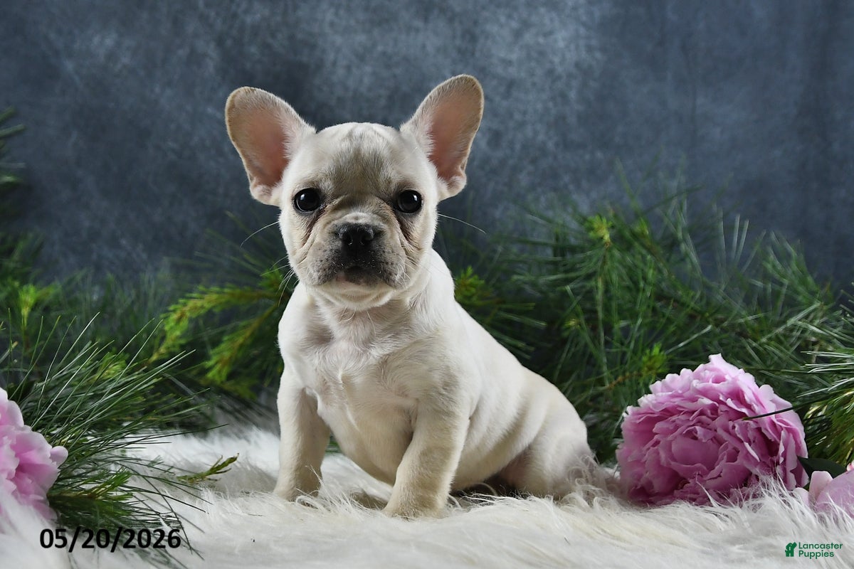 French Bulldog dogs Ivory - Ad 1