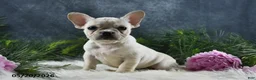 French Bulldog dogs for sale: Ivory - Ad 6