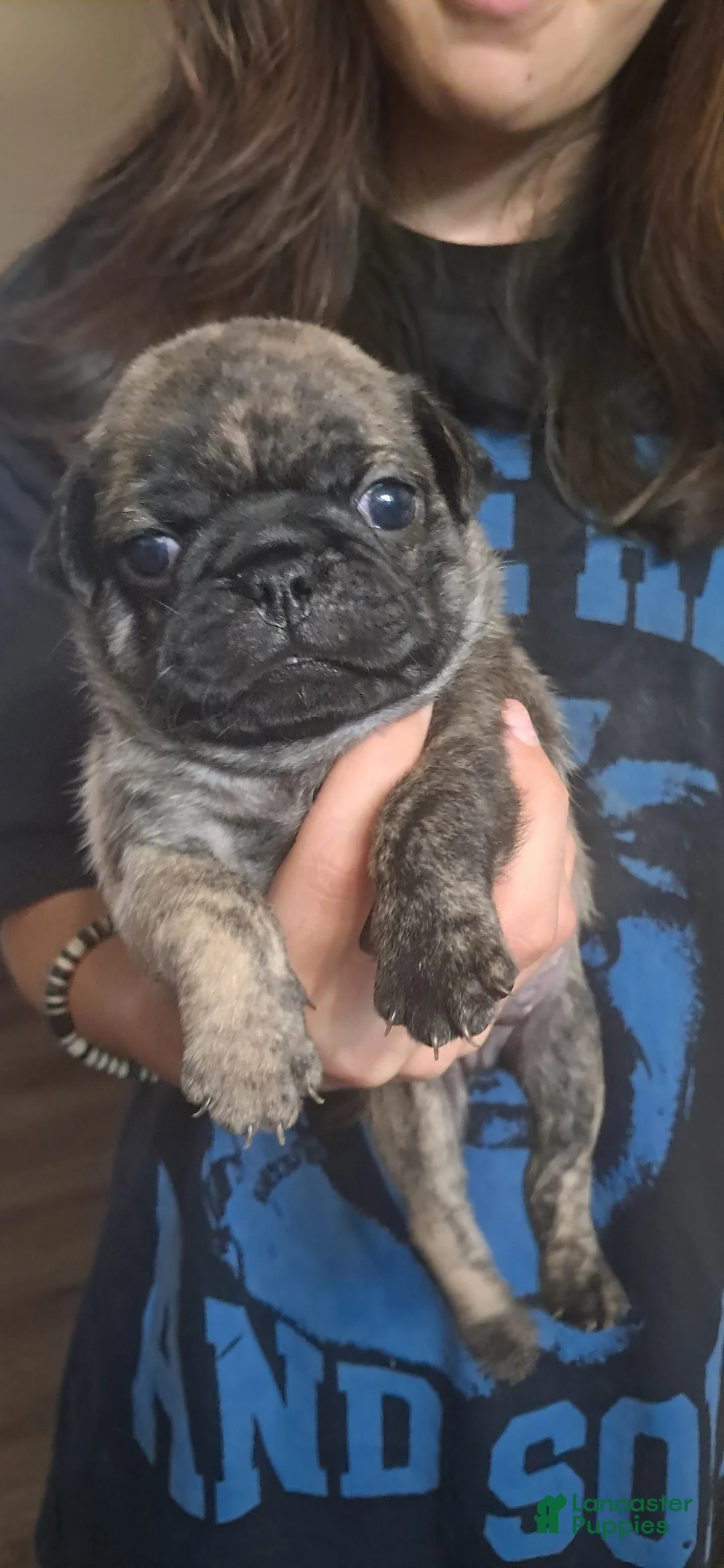 Pug dogs for sale: Pug 2 - Ad 5