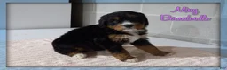 Bernedoodle dogs for sale: Missy - Ad 1