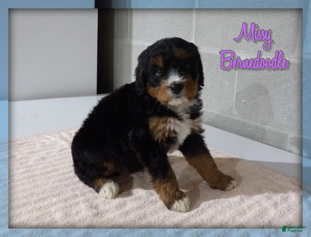Bernedoodle dogs for sale: Missy - Ad 1