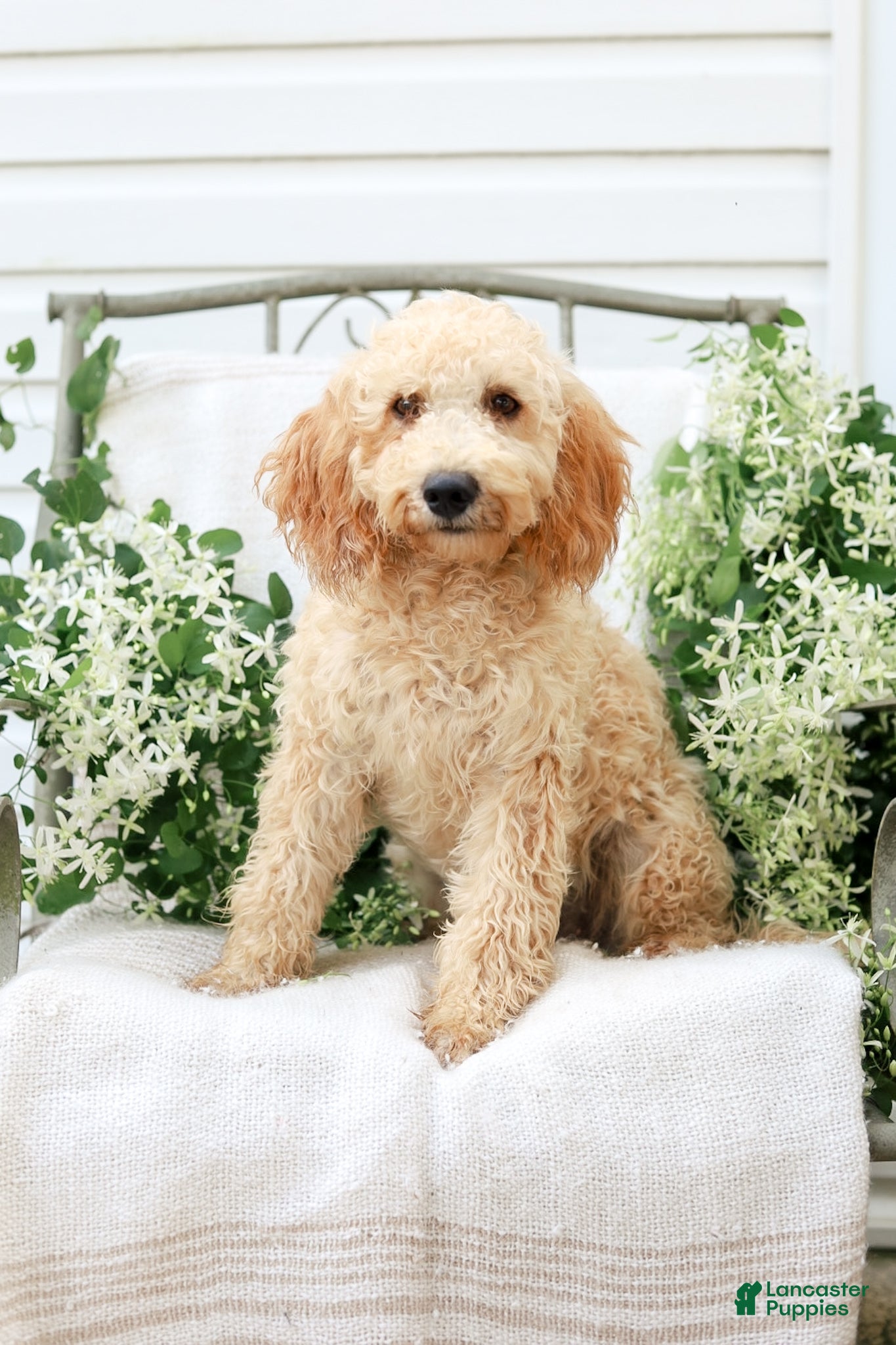 Goldendoodle dogs Mackenzie - Ad 2