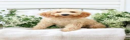 Goldendoodle dogs for sale: Mackenzie - Ad 7