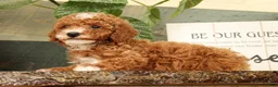 Miniature Poodle dogs for sale: Alex - Ad 4