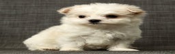 Maltese dogs for sale: Betsy - Ad 8