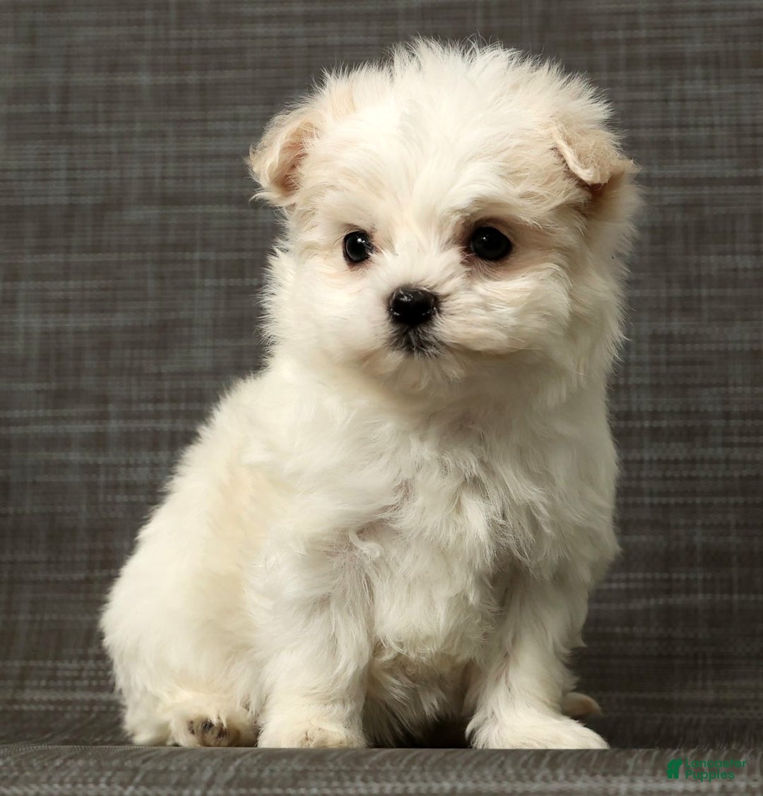 Maltese dogs for sale: Betsy - Ad 8