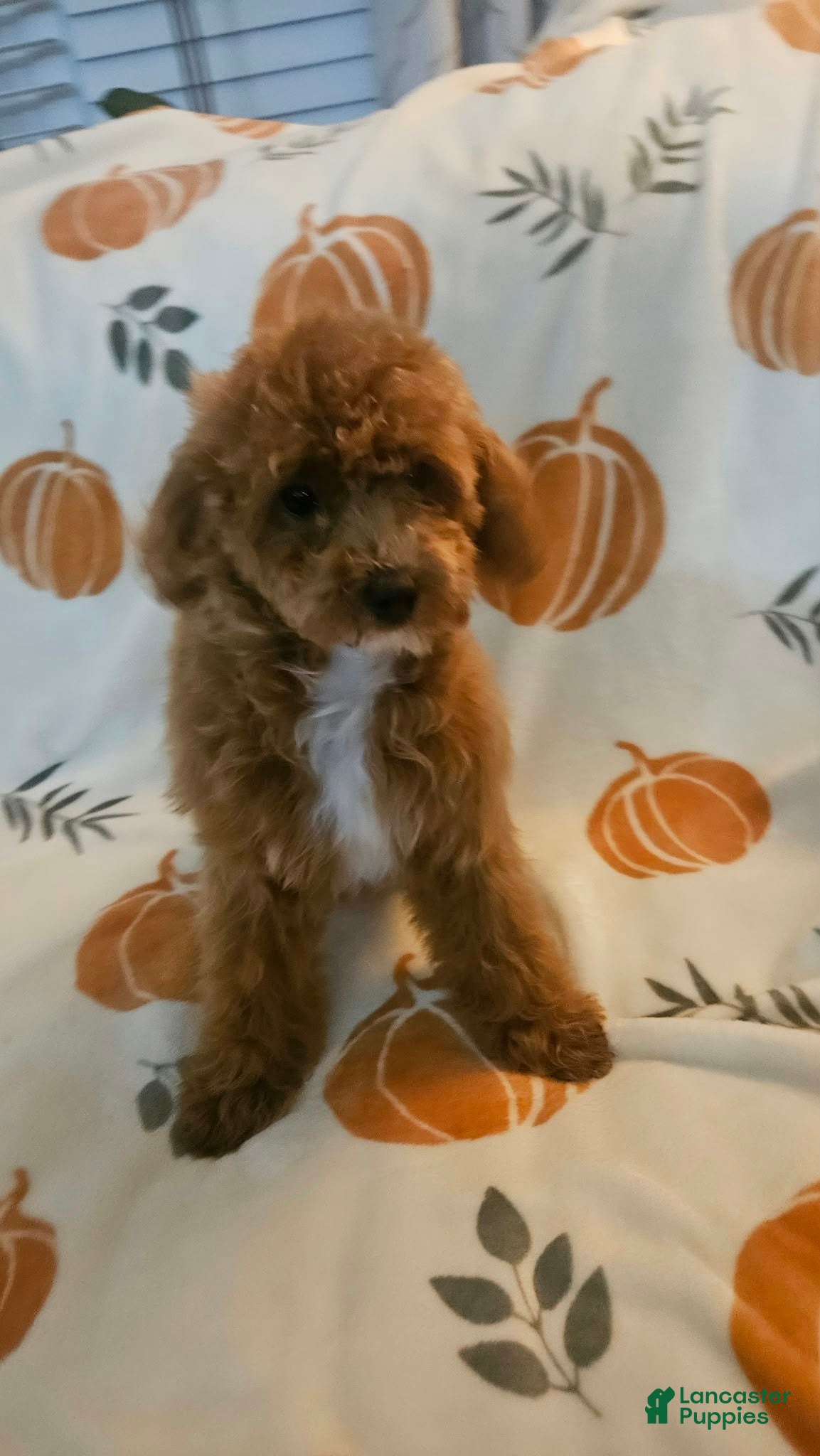 Toy Poodle dogs for sale: Nala - Ad 1