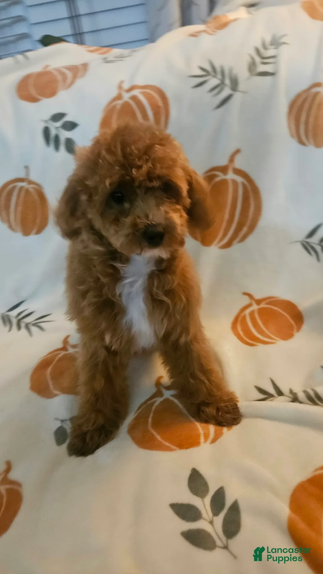 Toy Poodle dogs for sale: Nala - Ad 1