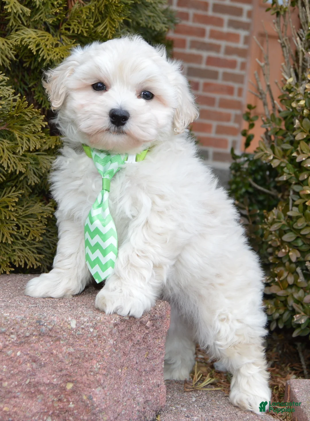 Maltipoo dogs for sale: Milo - Ad 15