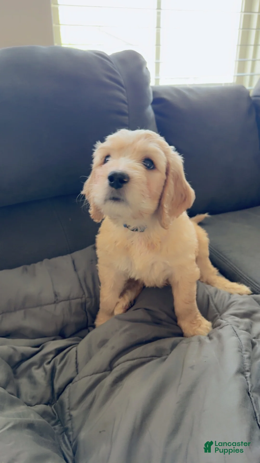Goldendoodle dogs for sale: Goldendoodle Baby Boy Blue  - Ad 2