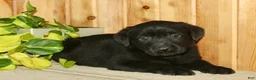 Labrador Retriever dogs for sale: Theo - Ad 4