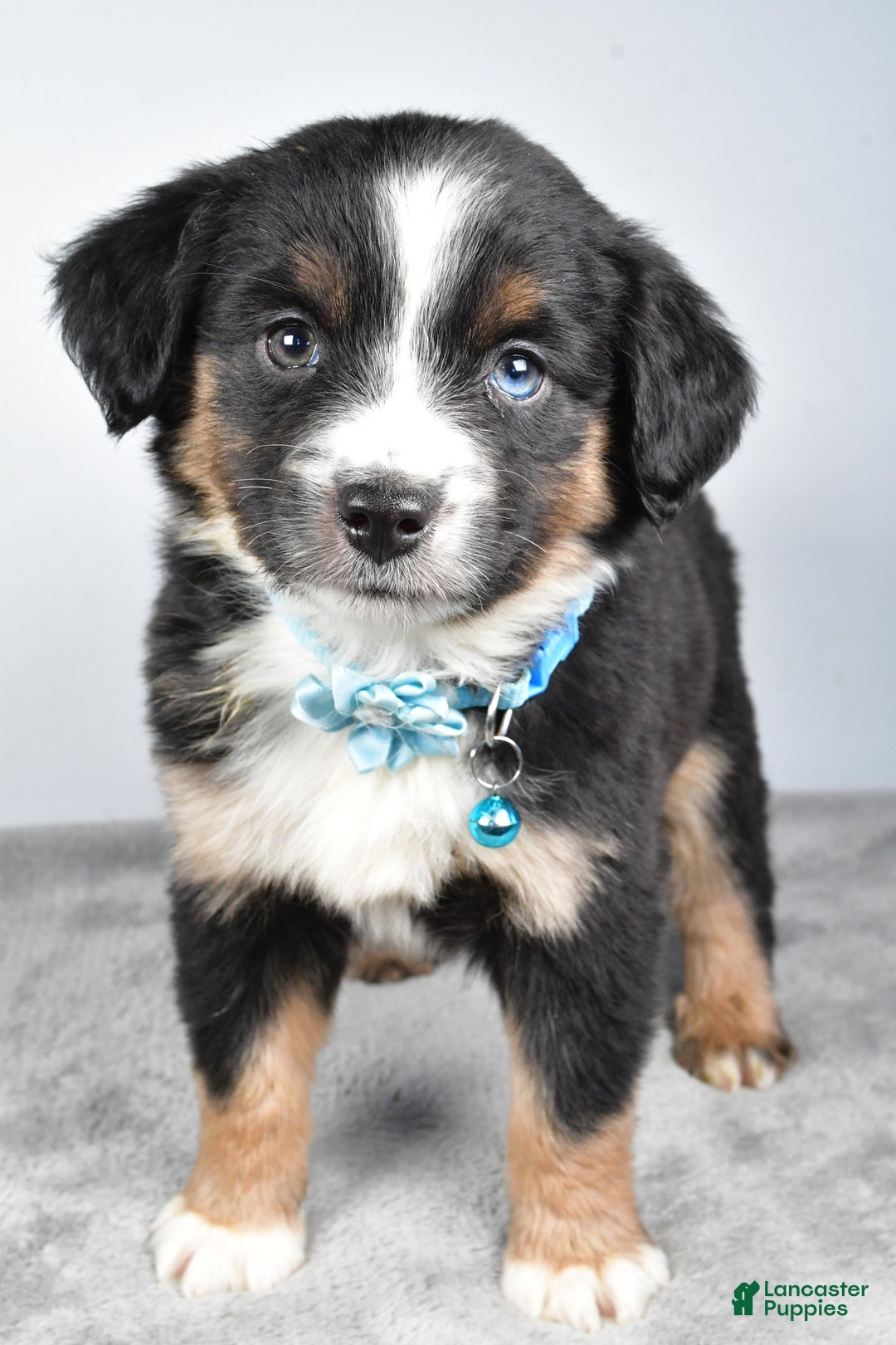 Miniature Australian Shepherd dogs for sale: Rhoda - Ad 4