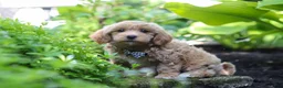 Maltipoo dogs for sale: Christopher - Ad 10