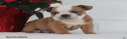 English Bulldog dogs for sale: Rex - Ad 4
