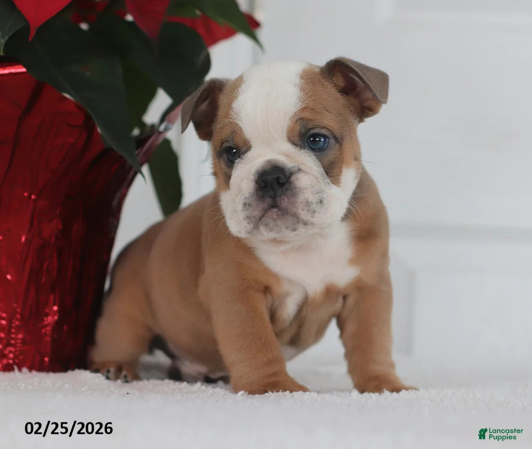English Bulldog dogs for sale: Rex - Ad 4