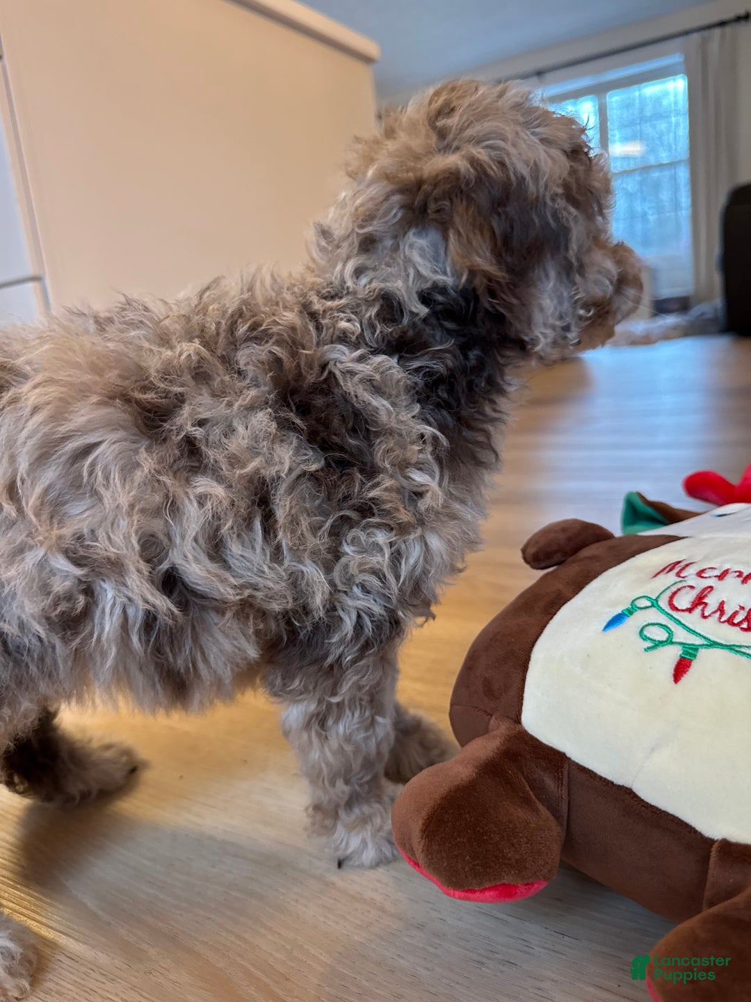 Mini Goldendoodle dogs for sale: Molly - Ad 3