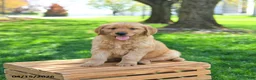 Golden Retriever dogs for sale: Maverick - Ad 3