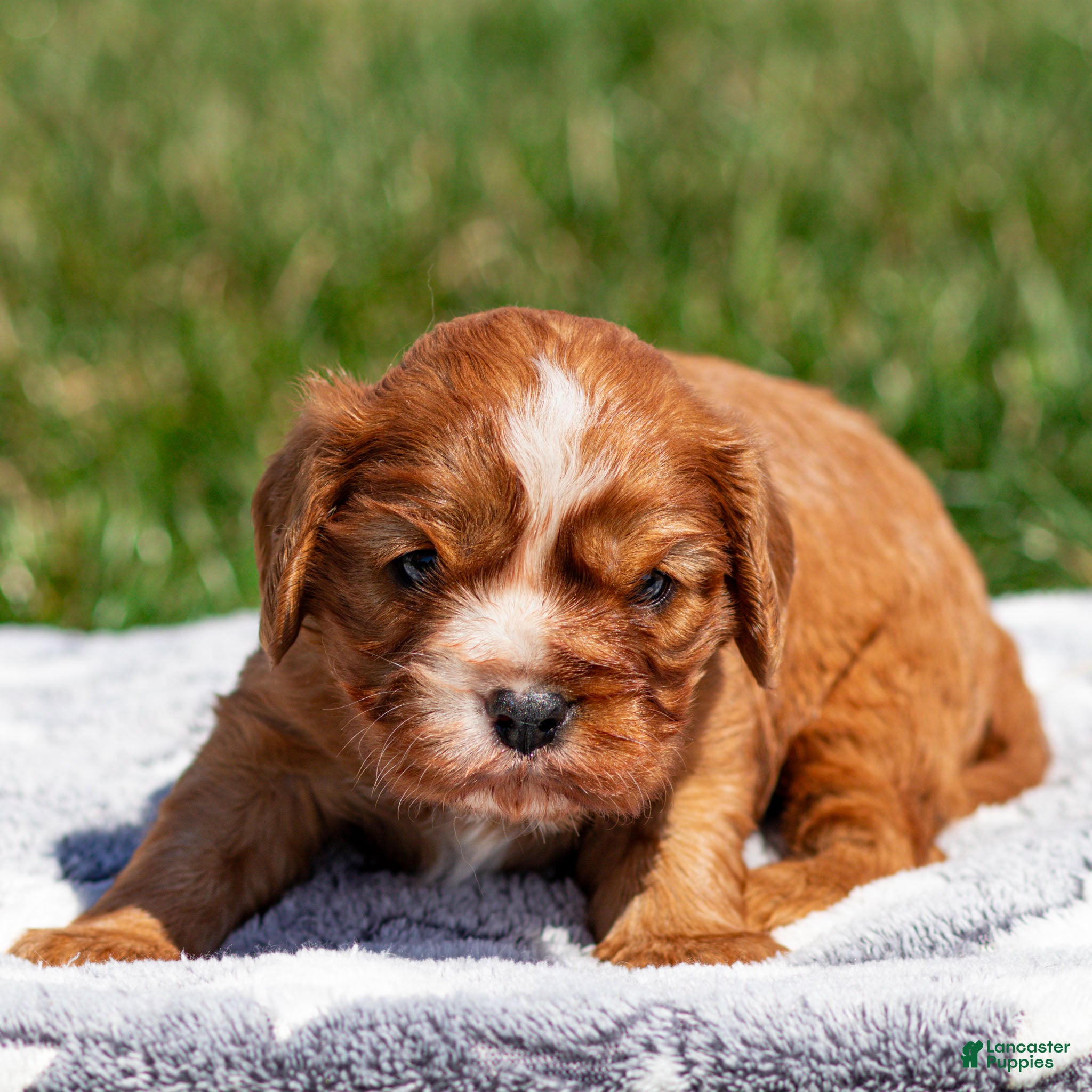 Cavalier King Charles Spaniel dogs Cal Cavalier King Charles Spaniel Puppy  - Ad 1