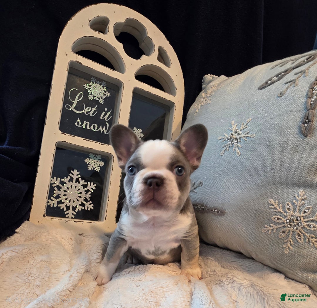 French Bulldog dogs for sale: Olaf – a Lilac with Panda Husky Pattern French Bulldog , carries pink and fluffy - Ad 3