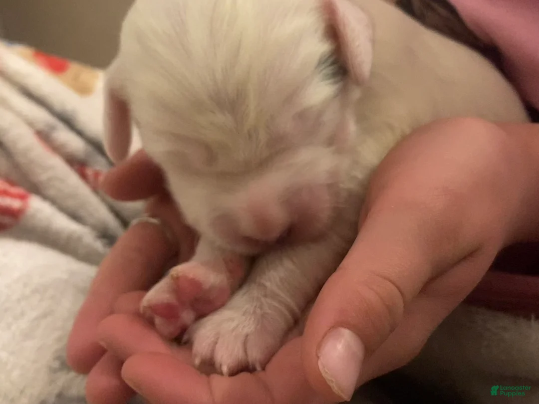 English Setter dogs for sale: Marlin - Ad 2