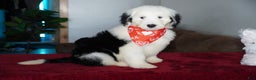 Sheepadoodle dogs for sale: Snoopy - Ad 1