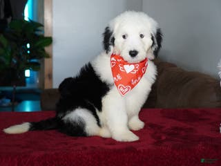 Sheepadoodle dogs Snoopy - Ad 18