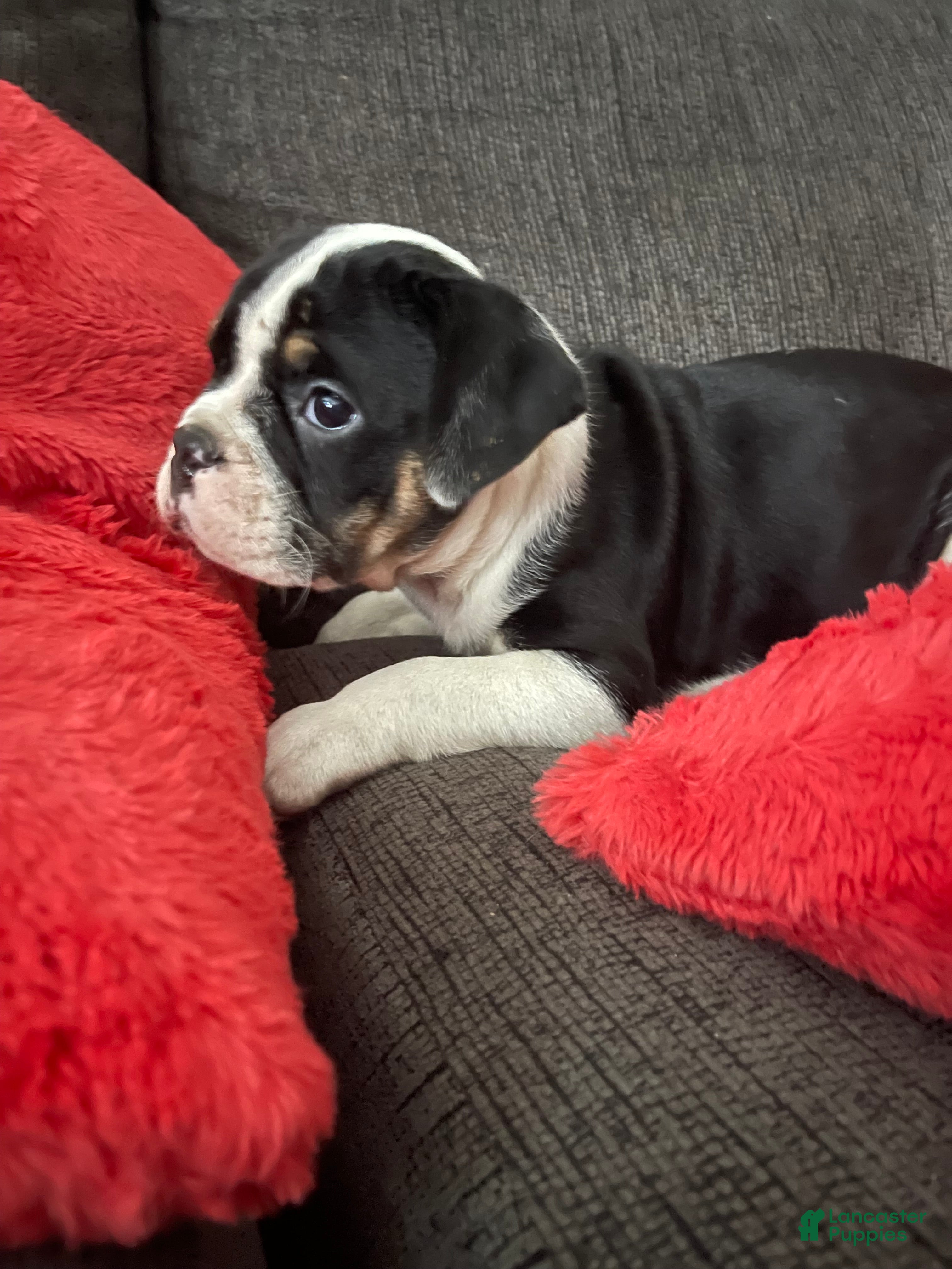 English Bulldog dogs English Bulldog 1 - Ad 12