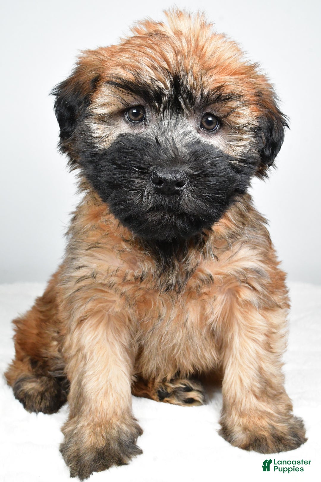 Soft Coated Wheaten Terrier dogs for sale: Sadie - Ad 1